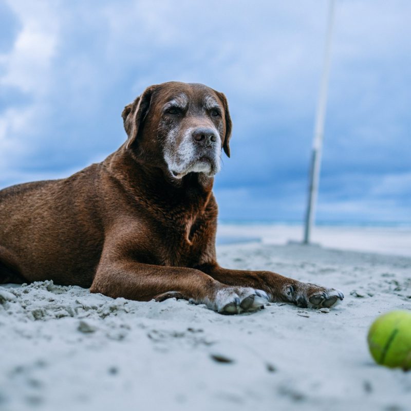 Hotel Terschelling met hond