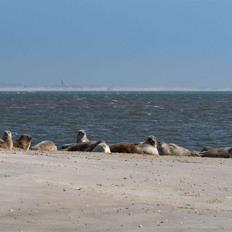 Relaxen op Terschelling