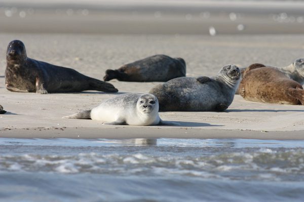 zeehondentocht_terschelling